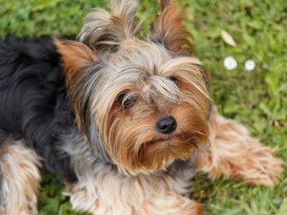 Naklejka na ściany i meble Yorkshire terrier or puppy Yorkie. A contented and quiet dog with a beautiful look lying on the grass