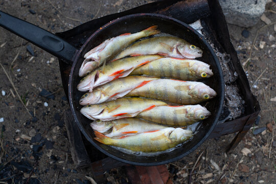 perch in a frying pan.cooking in nature