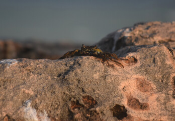 Soft Shelled Crab Standing on Top of a Rock