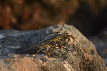 Soft-Shelled Crab Sunning Itself on a Rock