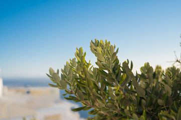 Close-up of branch of green olive tree. White architecture of Santorini on background.