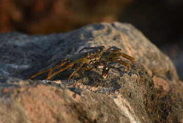 Stunning Close Up Look at a Soft Shelled Crab