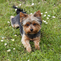 A contented and quiet young Yorkshire Terrier or puppy Yorkie with a dark coat lying on the grass