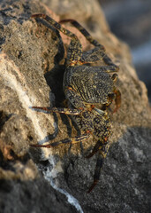Intricate Pattern on the Shell of a Crab