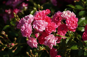 pink flowers in the garden