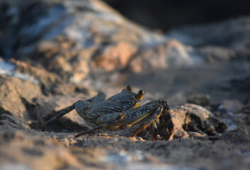 Soft Shelled Crab with a Fantastic Pattern on His Shell