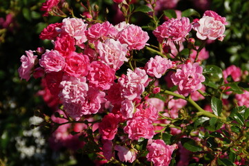 pink and white roses