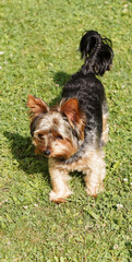 A young Yorkshire Terrier or puppy with small erect, pointed ears and a beautiful look
