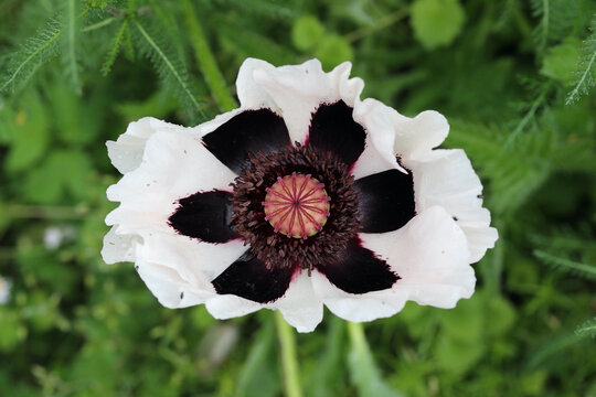 Poppy   (Papaver Orientale)