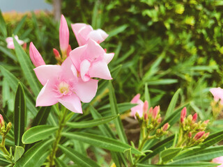 pink flowers in the garden