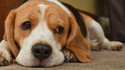 beagle puppy laying
