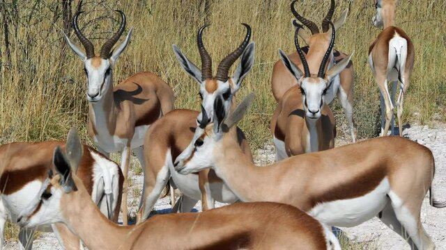Herd of springbok in the wild, Etosha National Park, Namibia, Africa.