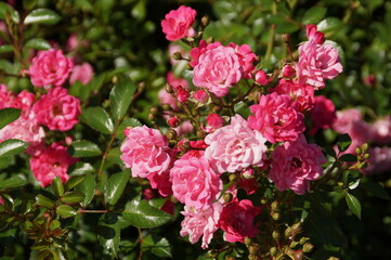 pink flowers