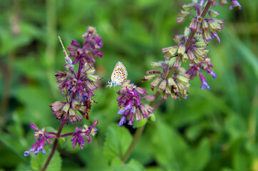 The butterfly flutters from flower to flower.