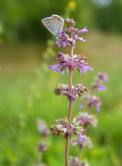 A small motley butterfly sits on a purple flower.
