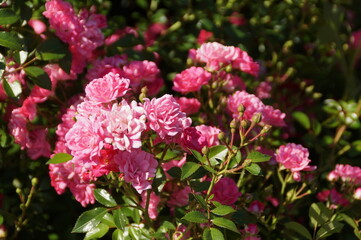 pink flowers