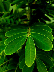 Beautiful foliage under the hot summer sunshine 