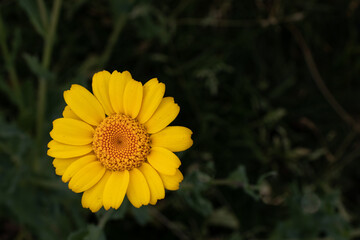 Yellow flower