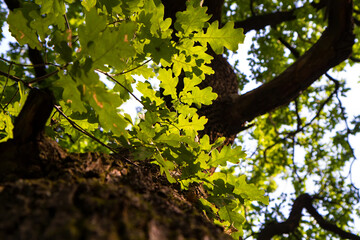 Fototapeta premium Leaves and branches of an old oak.