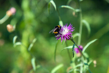 The bumblebee sits on a purple flower.