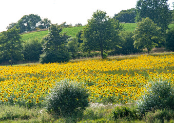 Many sunflowers in a field