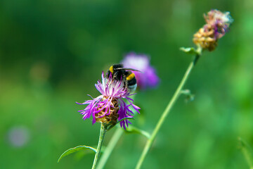 Flowers on the forest lawn. On a purple flower sits a bumblebee.