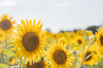 Many sunflowers in a field