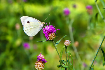 A large white butterfly on a pink flower.