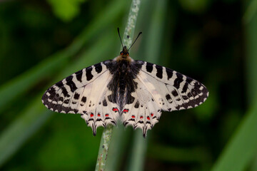 Forest fist butterfly ; Zerynthia cerisyi