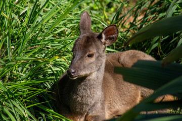 widlife nature animals wild