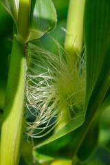 Closeup of young ear of corn (maize) with silk tassel and green leaves in corn field on organic farm