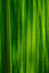 Green corn leaf abstract background with rich natural texture and translucent structure