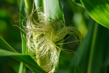 Closeup of young ear of corn (maize) with silk tassel and green leaves in corn field on organic farm
