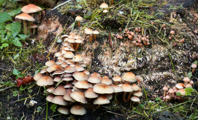Hypholoma fasciculare,  sulphur tuft or clustered woodlover, is a common woodland mushroom. This fungus grows in large clumps. It is bitter and poisonous