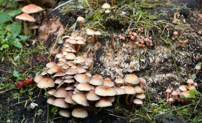 Fototapeta premium Hypholoma fasciculare, sulphur tuft or clustered woodlover, is a common woodland mushroom. This fungus grows in large clumps. It is bitter and poisonous