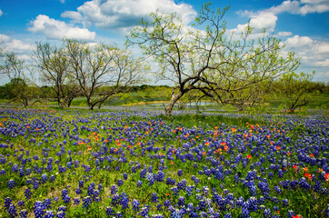 Texas Bluebonnet and Indian Paintbrush