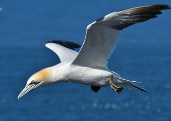 Basstölpel formatfüllend