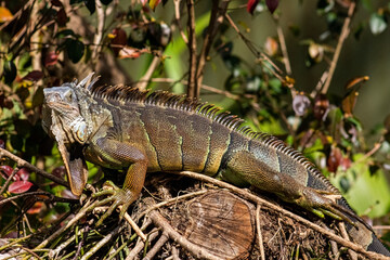 widlife nature animals wild