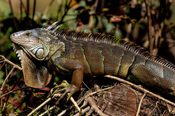 widlife nature animals wild
