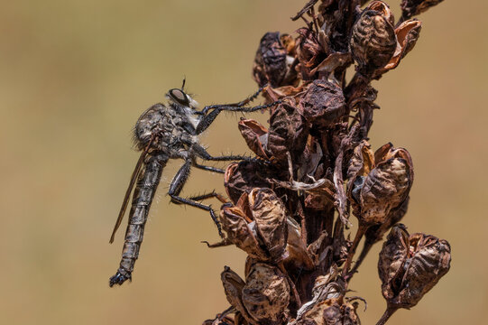 Robber Fly 