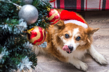 dog in a Santa Claus hat lies near the Christmas tree. Christmas concept
