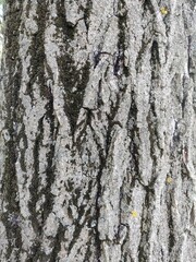 Fototapeta premium Tree bark