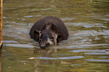 Tapirus terrestris, tapir is a large, herbivorous mammal, similar in shape to a pig, with a short, prehensile nose trunk