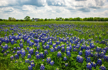 Texas Bluebonnet