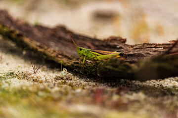 Grasshopper on the bark of a tree