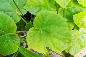 Fototapeta na wymiar leaves of Paulownia Tomentosa tree in the garden. Closeup leaf of paulownia plant greenery