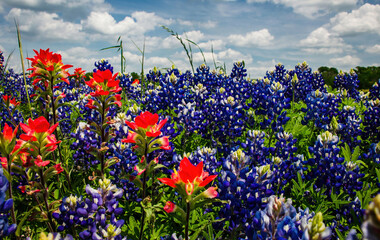 Texas Bluebonnet and Indian Paintbrush