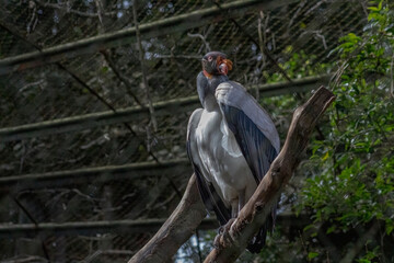 The king vulture (Sarcoramphus papa) is a large bird found in Central and South America. It is a member of the New World vulture family Cathartidae. 