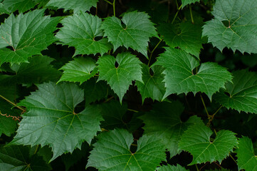 Fototapeta na wymiar green grape vine leaves in the garden