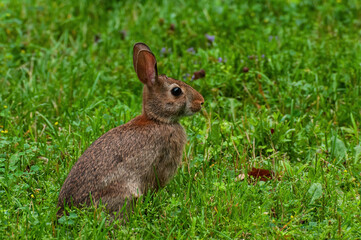 cottontail rabbit in grass